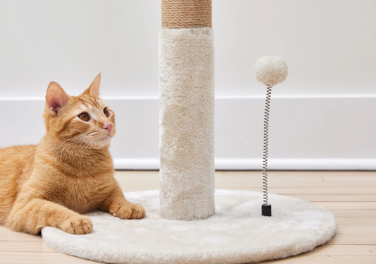 Create the Ultimate Space for Your Cat