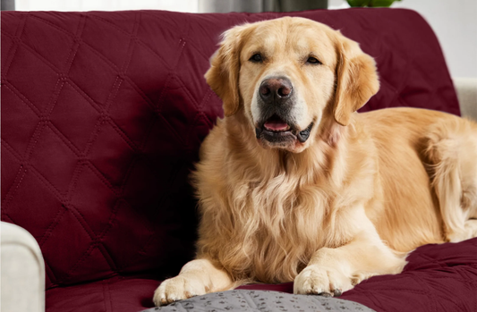 Create the Perfect Home for Your Dog