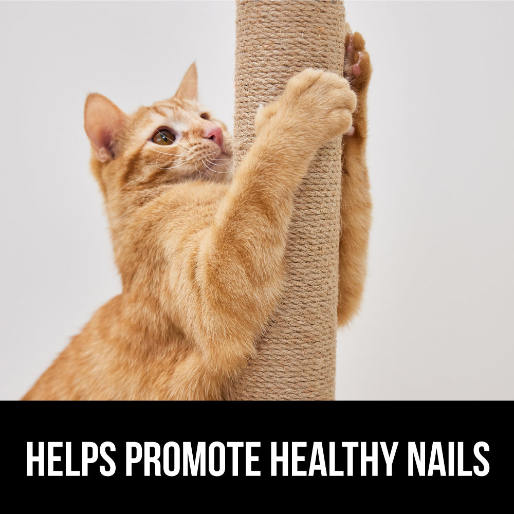 Cat Post Gorilla Grip