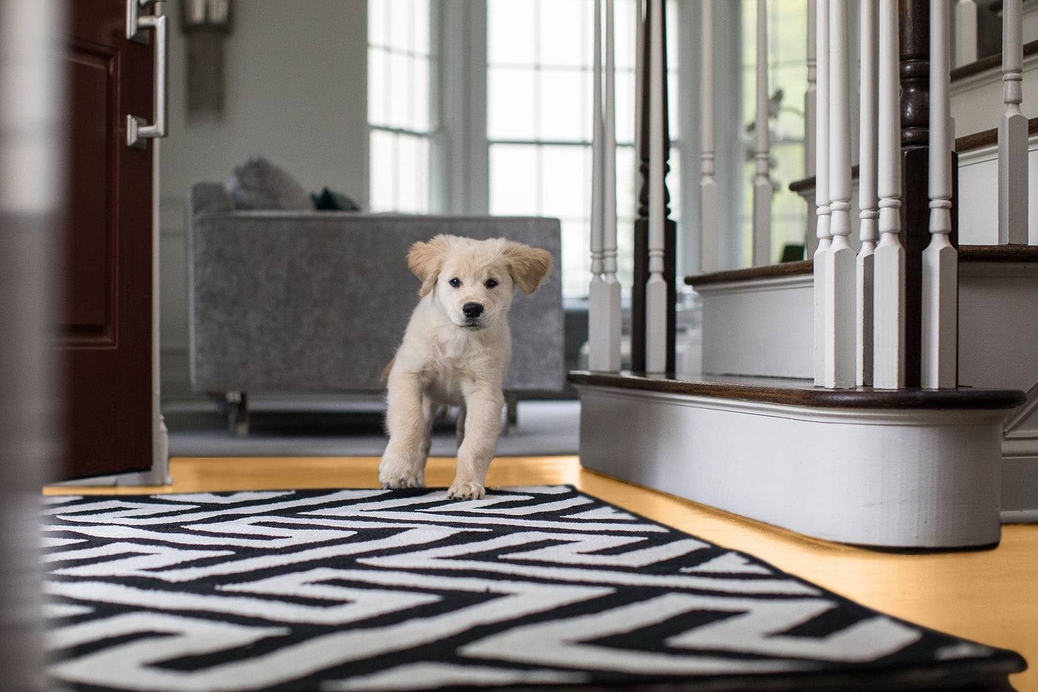 Puppy running across a secure rug with Gorilla Grip rug pads in a cozy home