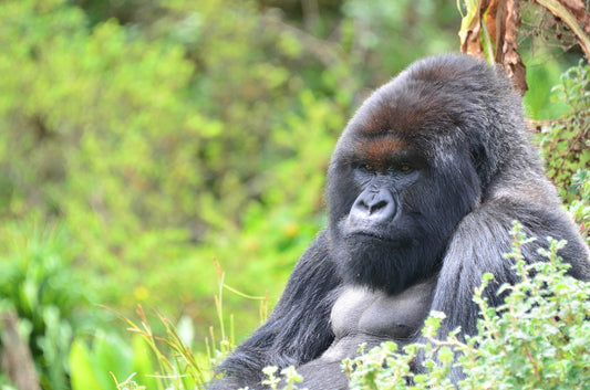Gorilla Grip x Dian Fossey Gorilla Fund; Stronger Together